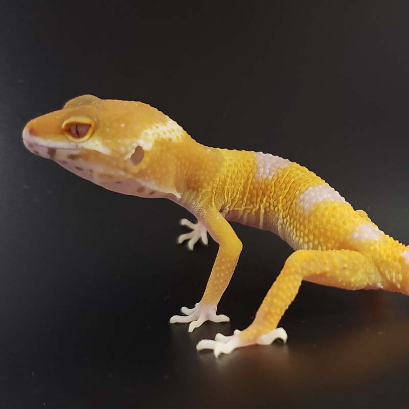 Albino Raptor - Ringtail Exotics Pets