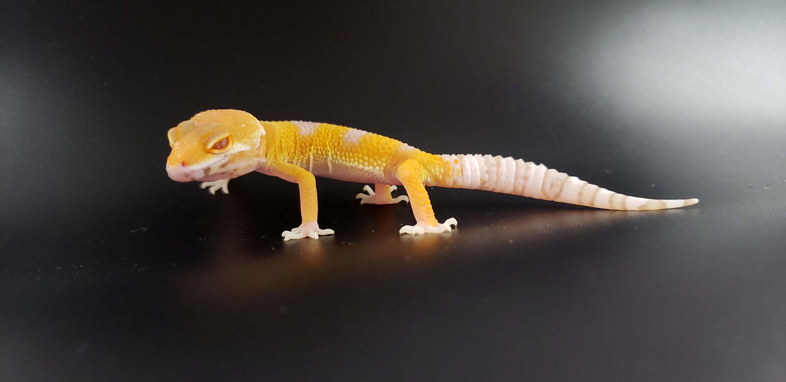 Albino Raptor Ringtail Exotics Pets