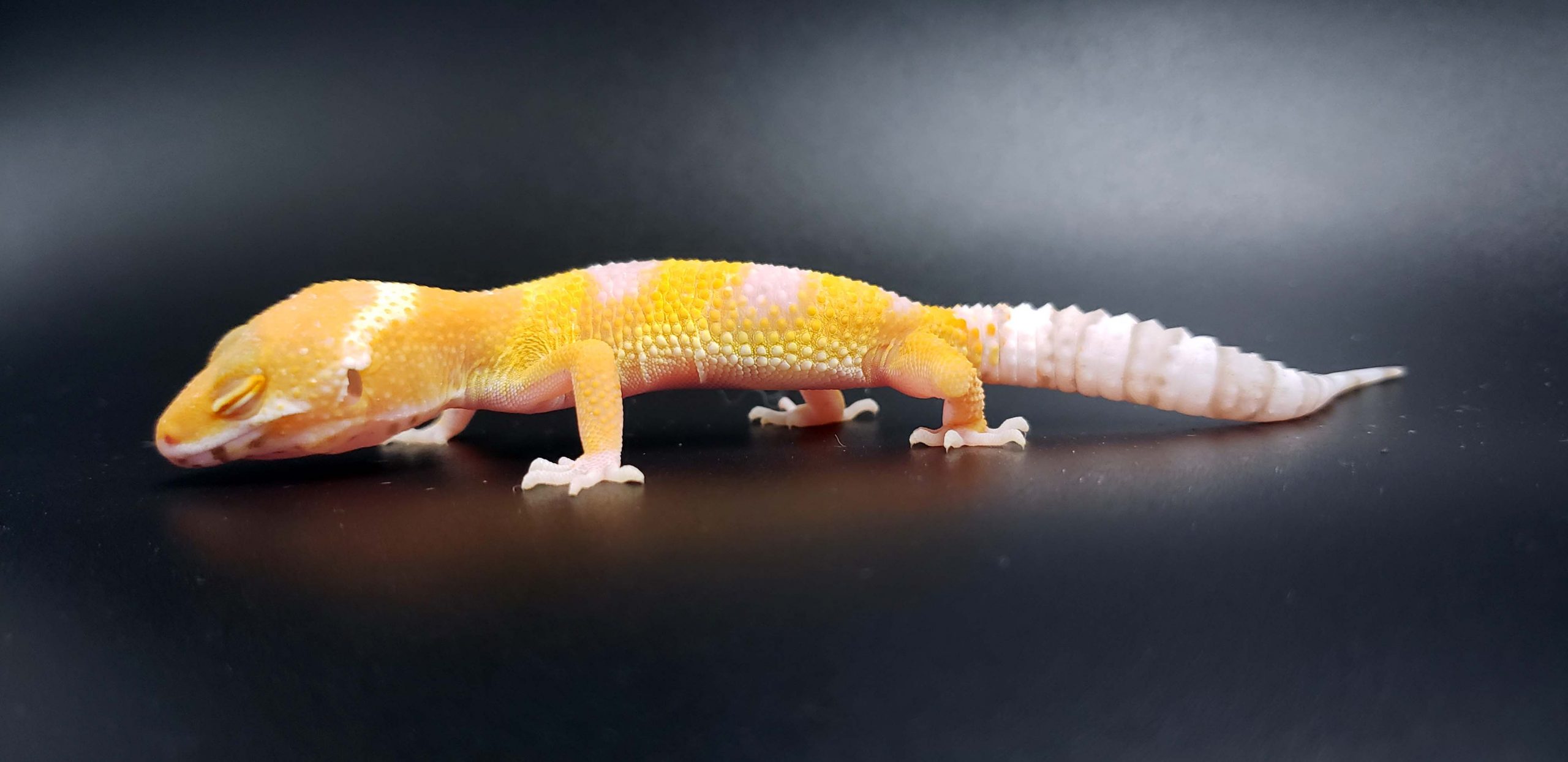 Albino Raptor Ringtail Exotics Pets
