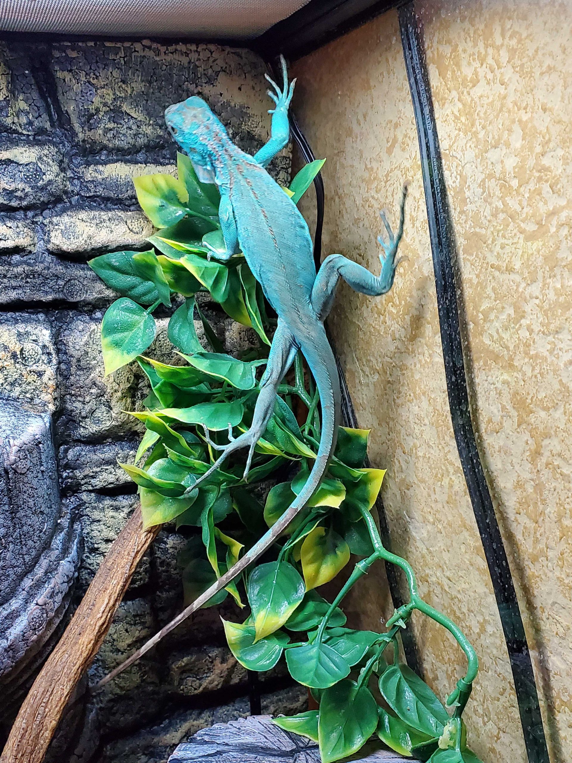 Blue Iguana Ringtail Exotics Pets