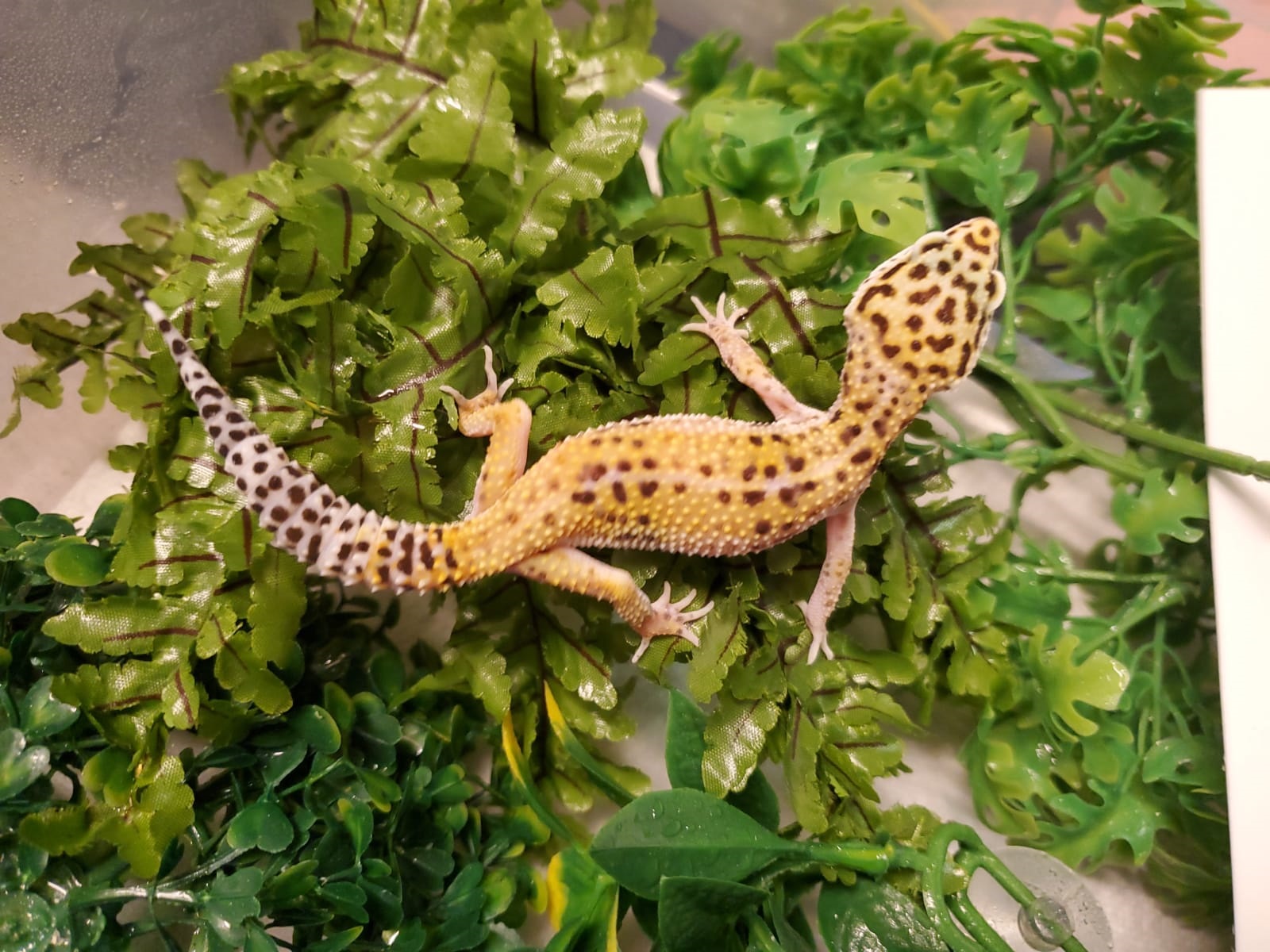 Leopard Gecko Hi Yellow Ringtail Exotics Pets