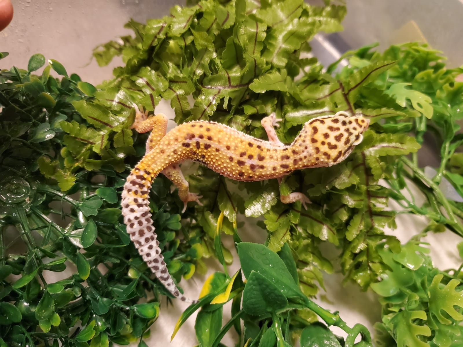 Leopard Gecko Hi Yellow Ringtail Exotics Pets