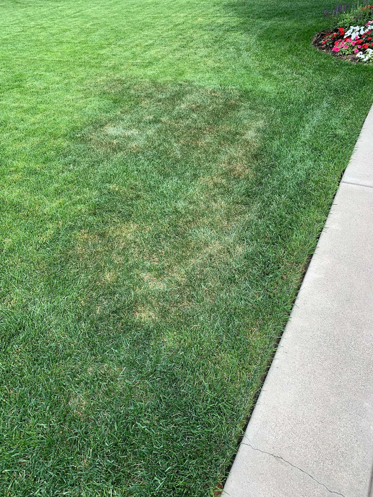 How do I know if I am under or overwatering my lawn?