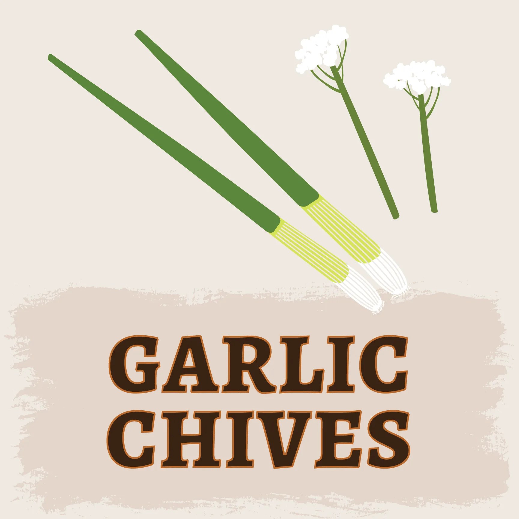 Garlic Chives Rio Grande Community Farm