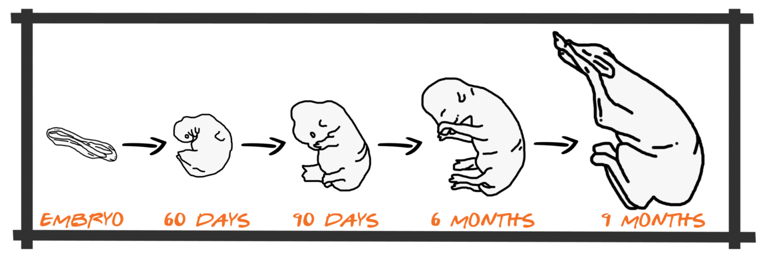 Cattle Fetal Programming & Development, Your Profitability Riomax® 360
