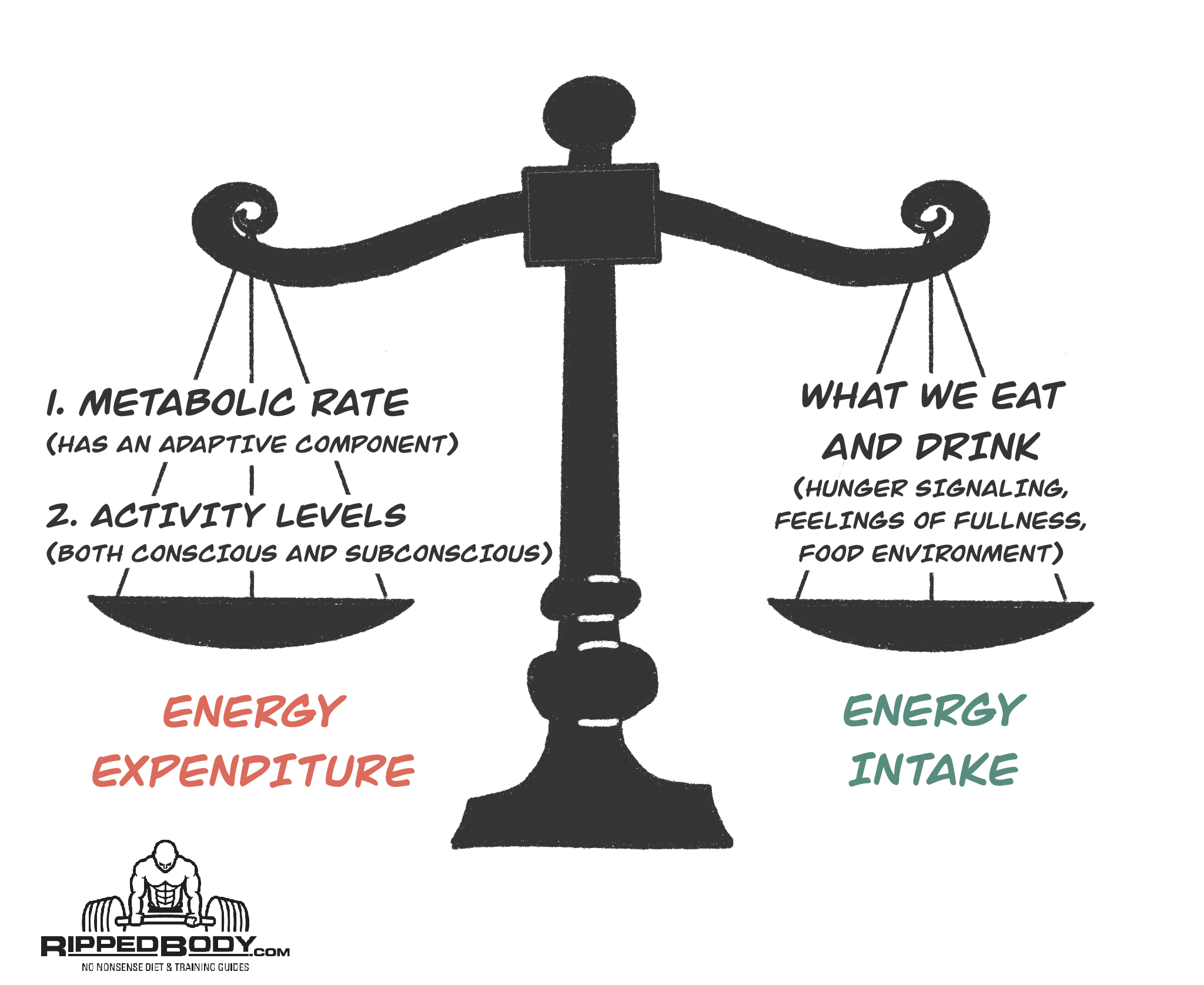 How To Set Your Calorie Intake For Fat Loss and Muscle Growth