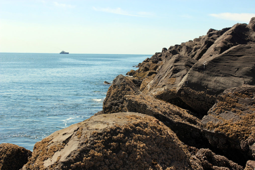 Westport Jetty Fishing Report May 12