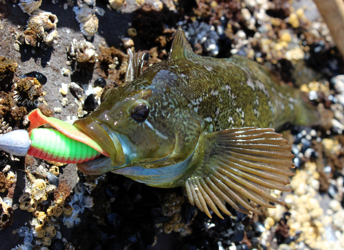Westport Jetty Fishing Report May 12