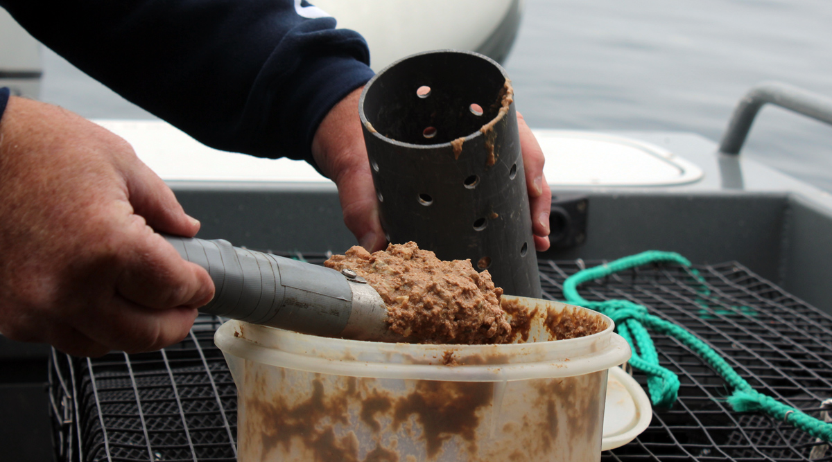 Puget Sound Spot Shrimp