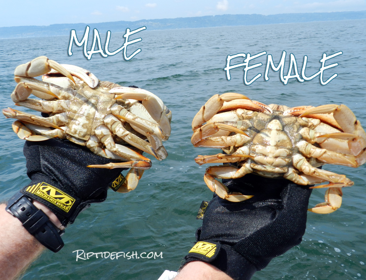 The Ultimate Puget Sound Dungeness Crabbing Guide Riptidefish