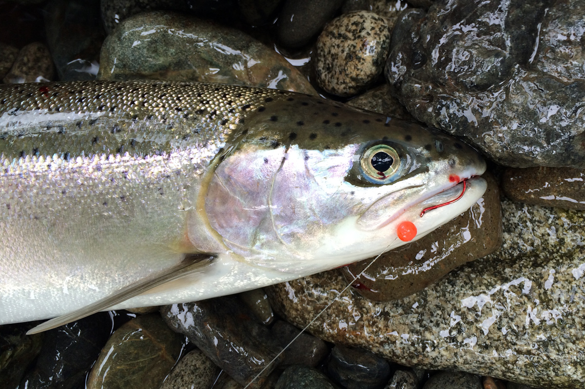 Skykomish River Summer Steelhead at Reiter