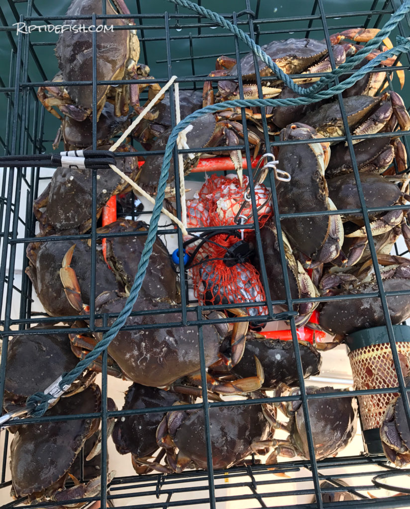 The Ultimate Puget Sound Dungeness Crabbing Guide Riptidefish