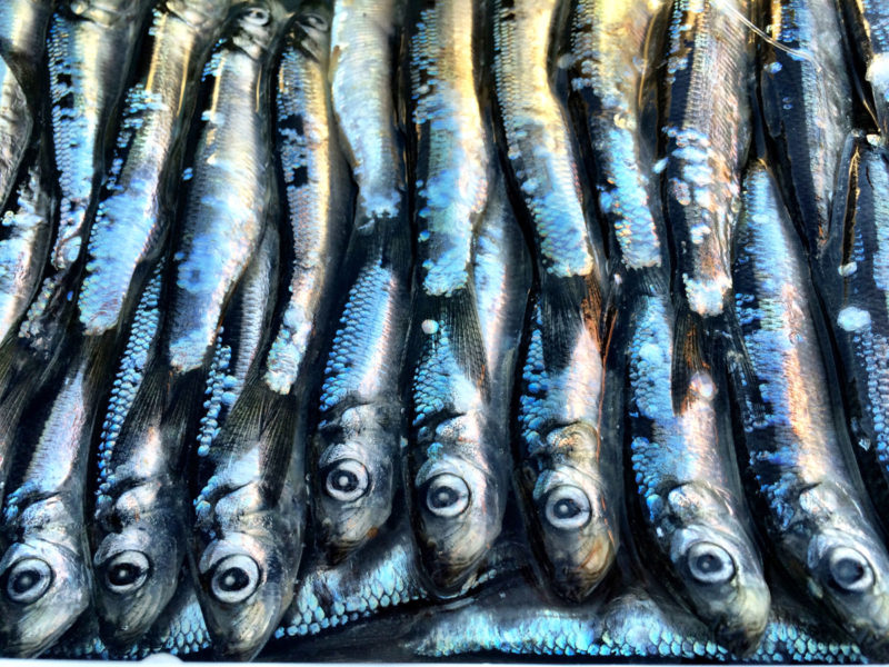 Helpful Tips For Brining Herring