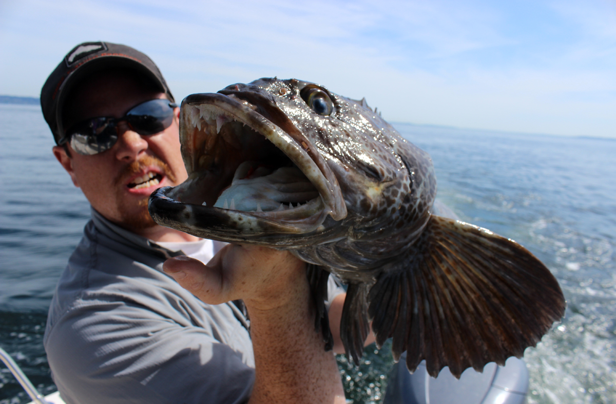 Puget Sound Lingcod May 1 Trip Riptidefish