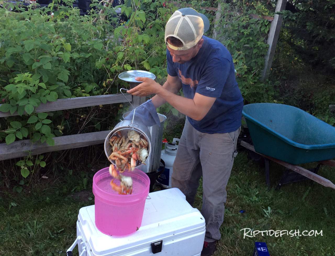 How to Cook Live Dungeness Crab Like A Professional Chef Riptidefish