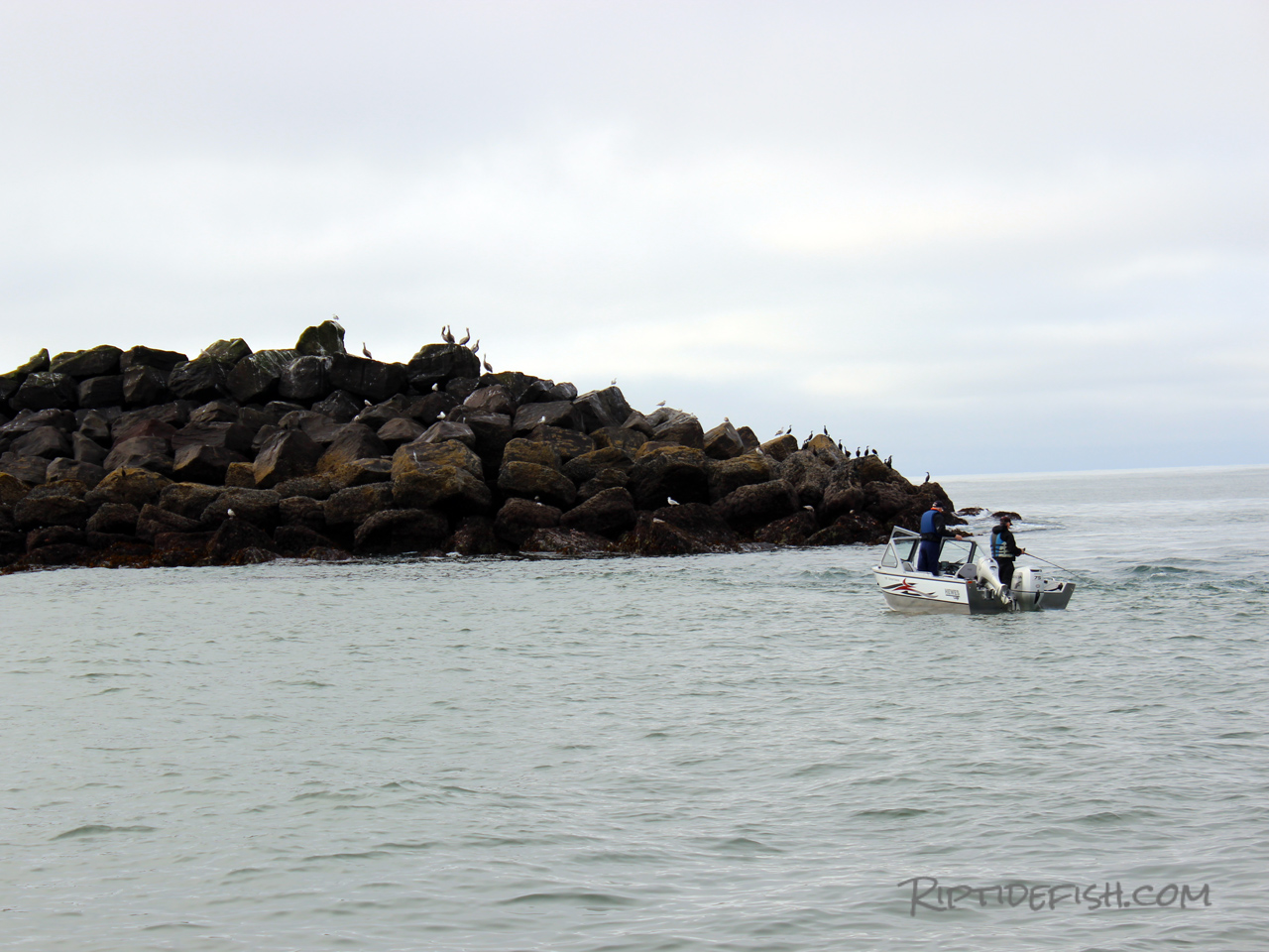 Lingcod Jetty Fishing in Washington