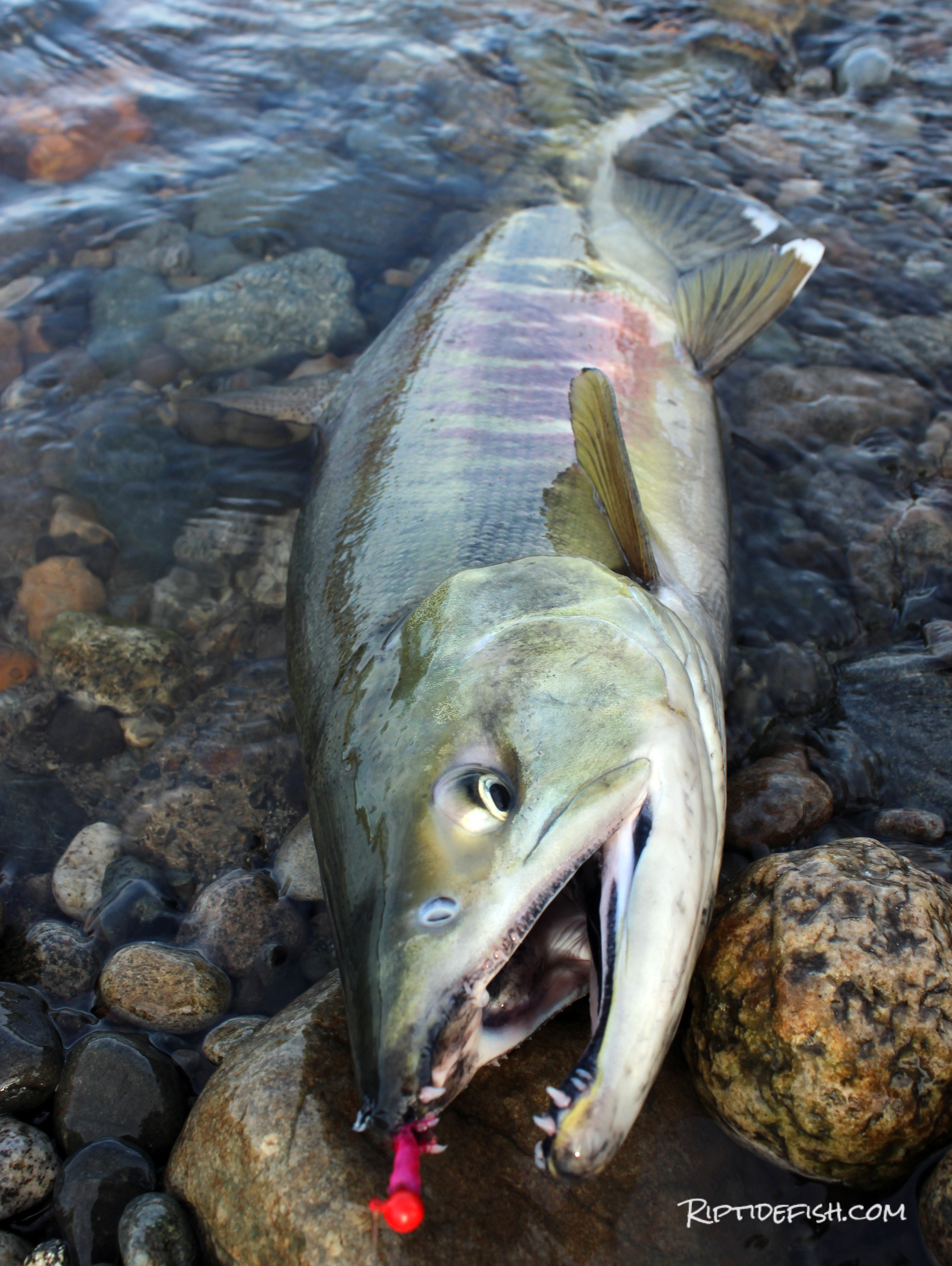 Snohomish River Salmon Fishing Riptidefish