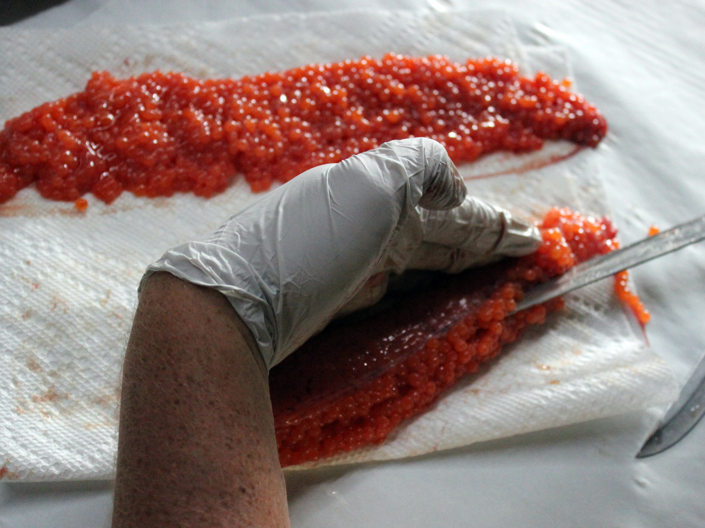 How to Cure Salmon Eggs Riptidefish