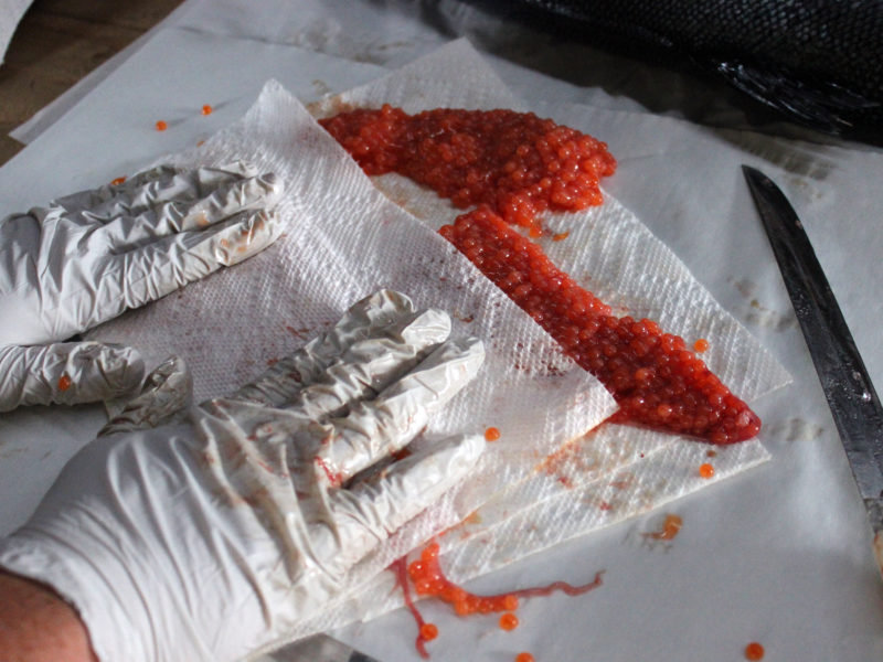 How to Cure Salmon Eggs Riptidefish