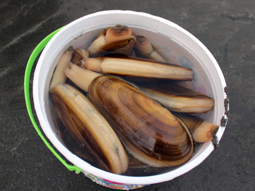 Razor Clam Season September & October 2019