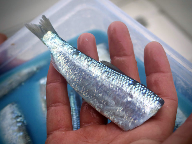 The Best Herring Brine Recipe in the Pacific Northwest Riptidefish