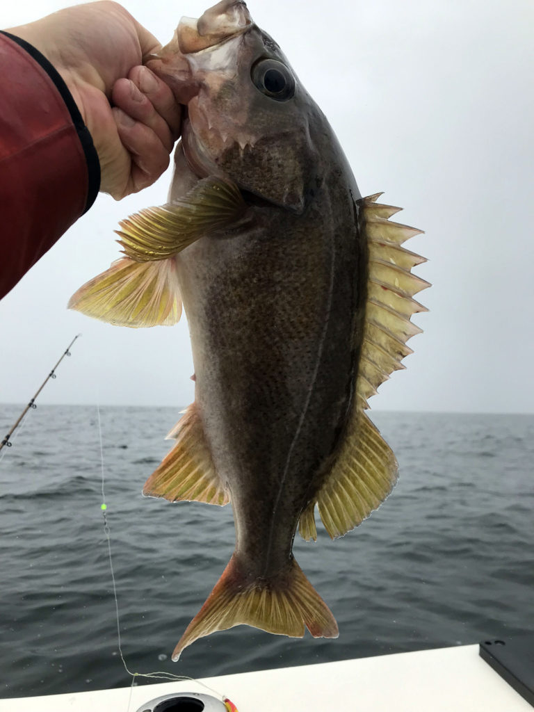 Westport Deep Water Lingcod Fishing Riptidefish
