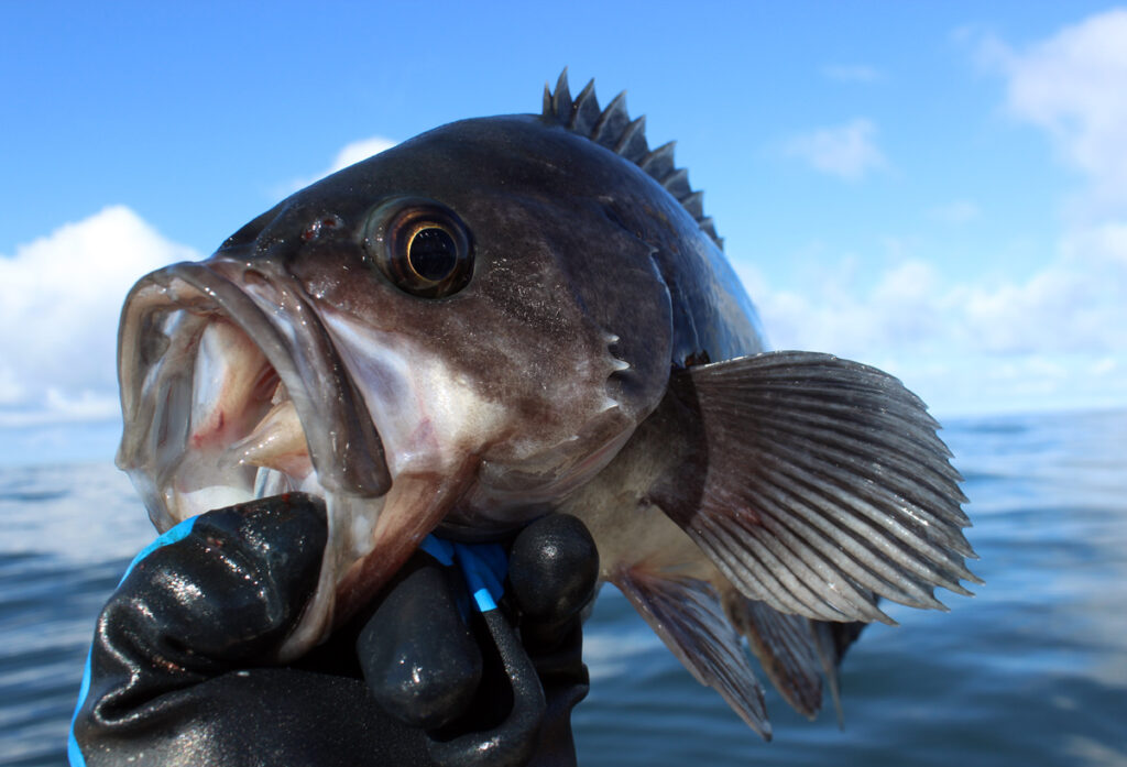 Lingcod, Rockfish, Bottomfish Archives Riptidefish