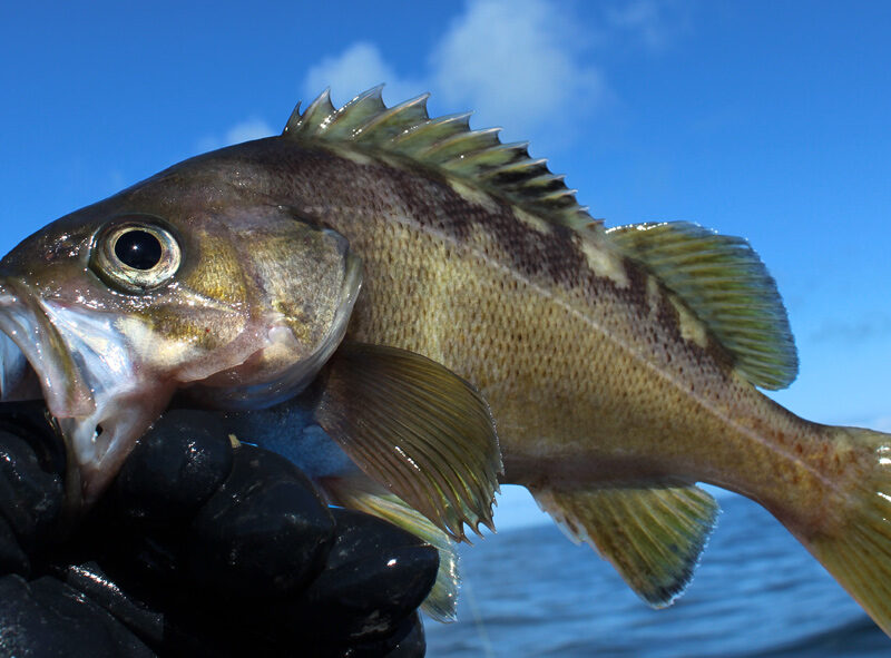 Yellowtail Rockfish Pelagic and Prolific in the Pacific
