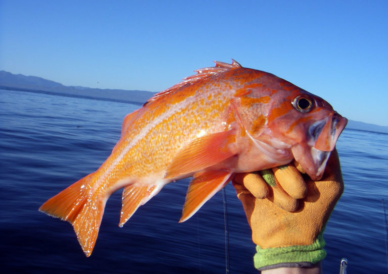 Canary Rockfish The Golden Beauty of the Pacific