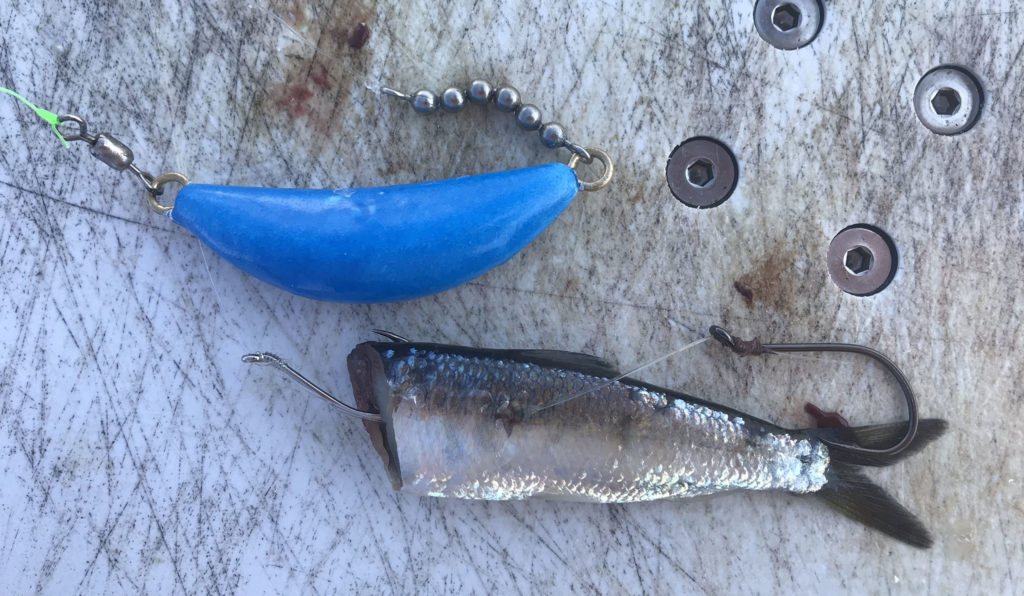 Master the Art of Salmon Mooching