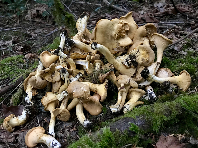 Foraging Chanterelle Mushrooms in Washington