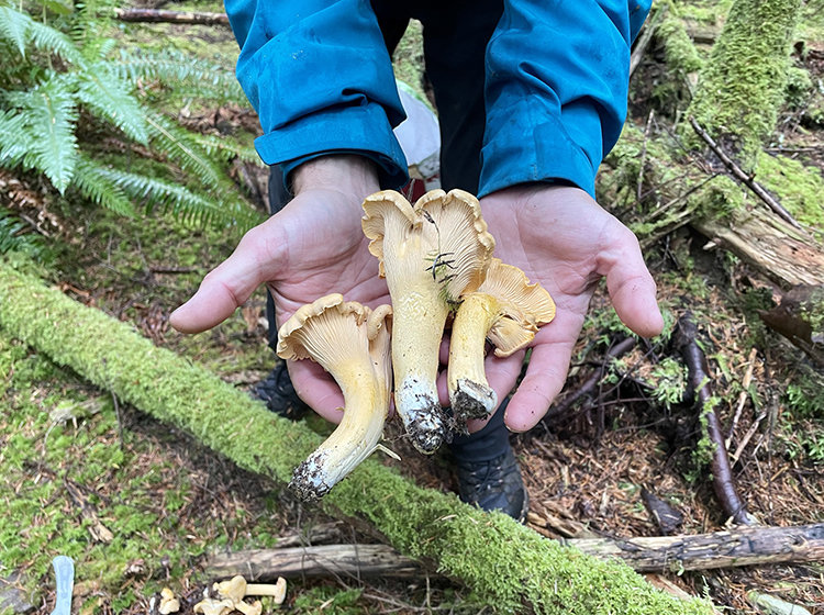 Foraging Chanterelle Mushrooms in Washington