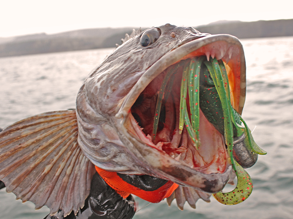 My All Time Favorite Lingcod Fishing Lures