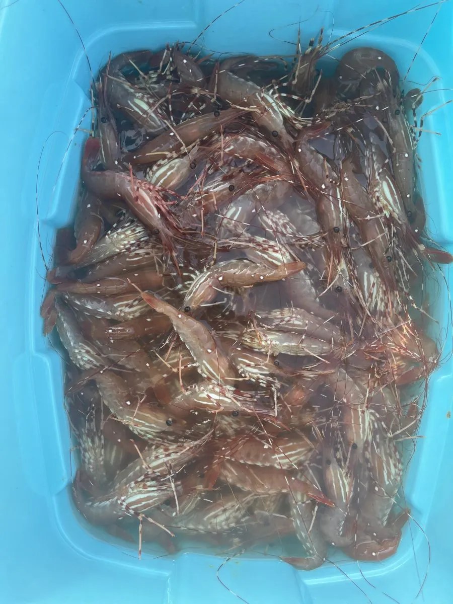 How To Fish For BC Spot Prawns Riptide Fishing Charters