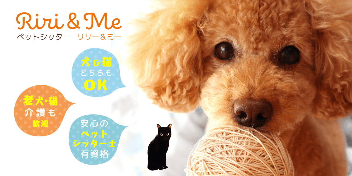 ペットシッティング例｜高石市、泉大津市のペットシッター「リリー＆ミー」