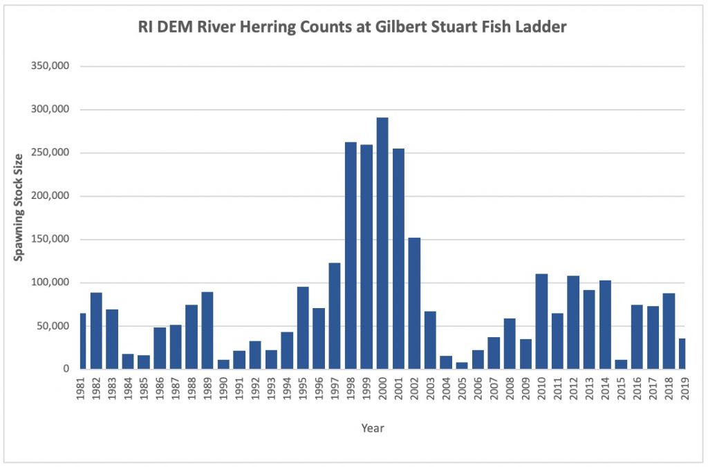 We Count on our Buckies River Herring Migration 19812019 Rhode