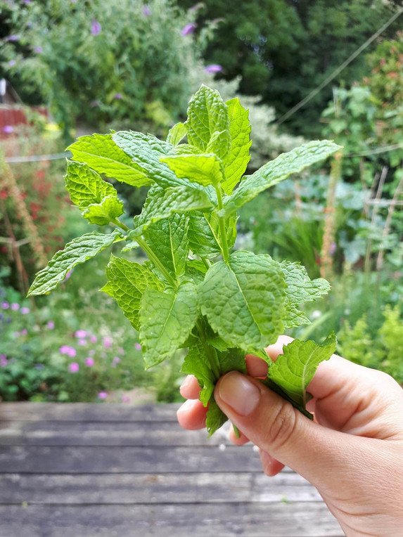 Fresh Mint Tea Risa Kawamoto