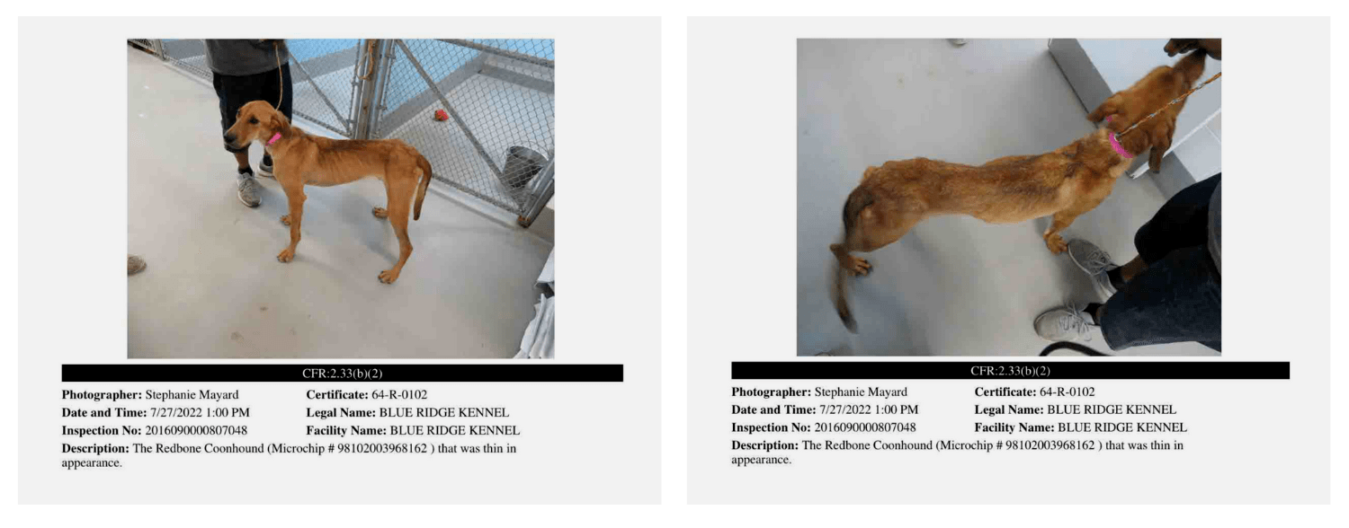 Look in a Lab Blue Ridge Kennel Rise for Animals