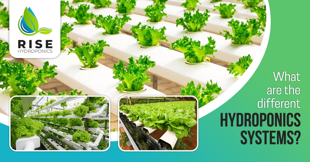 Hydroponic System how to choose the ideal system for you? Rise Hydroponics
