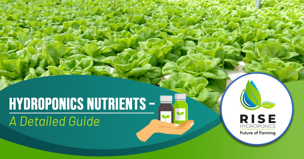 Hydroponic Nutrients A Detailed Guide Rise Hydroponics