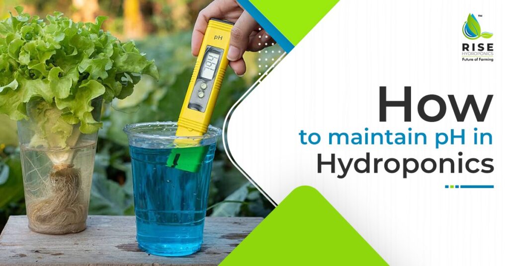 How to maintain pH in Hydroponics? Rise Hydroponics