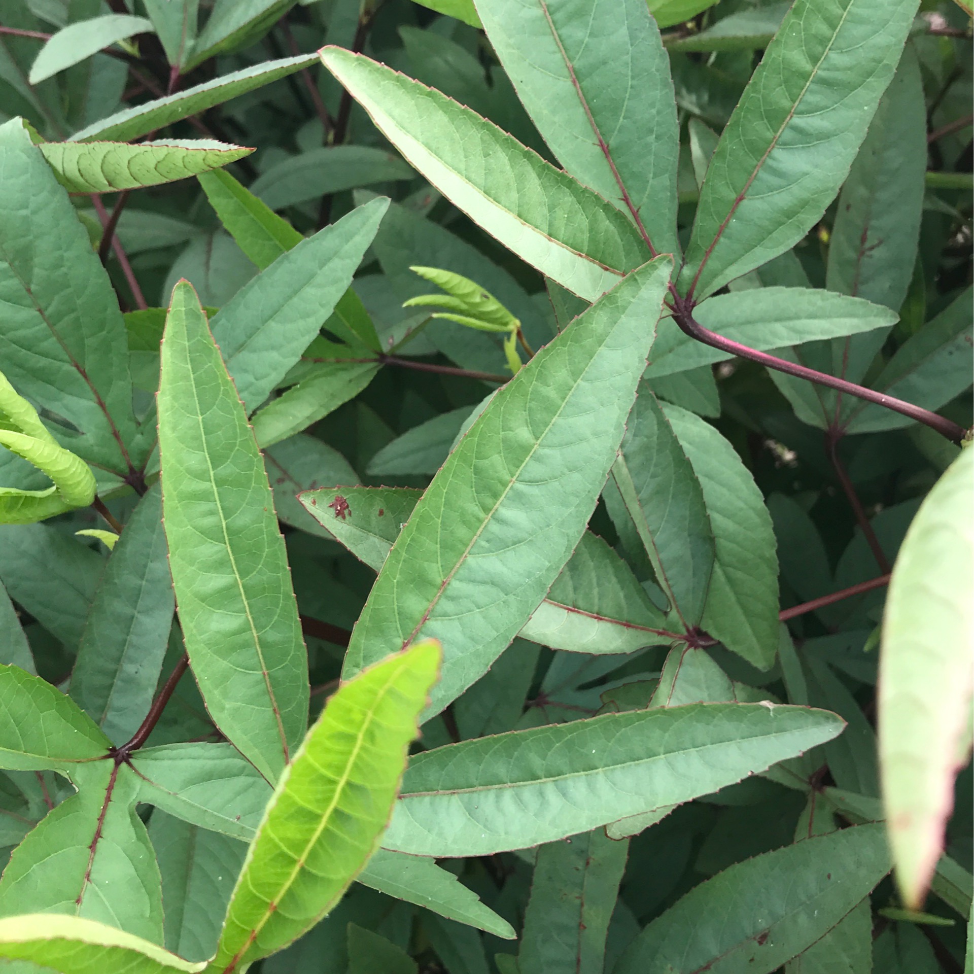 Roselle Hibiscus Leaves (1/2lb bag) Rise Up Community Farm