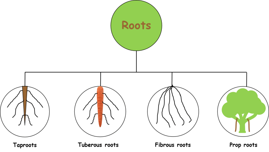 Roots