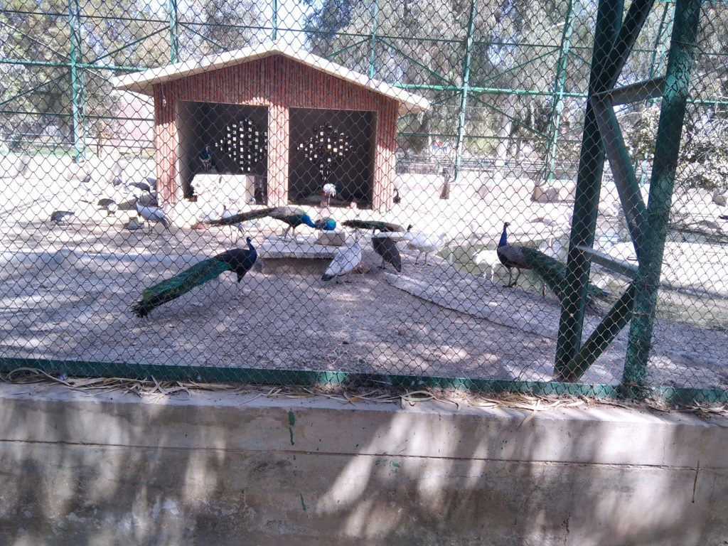 Best Places To Visit In Bahawalpur Rising Pakistan