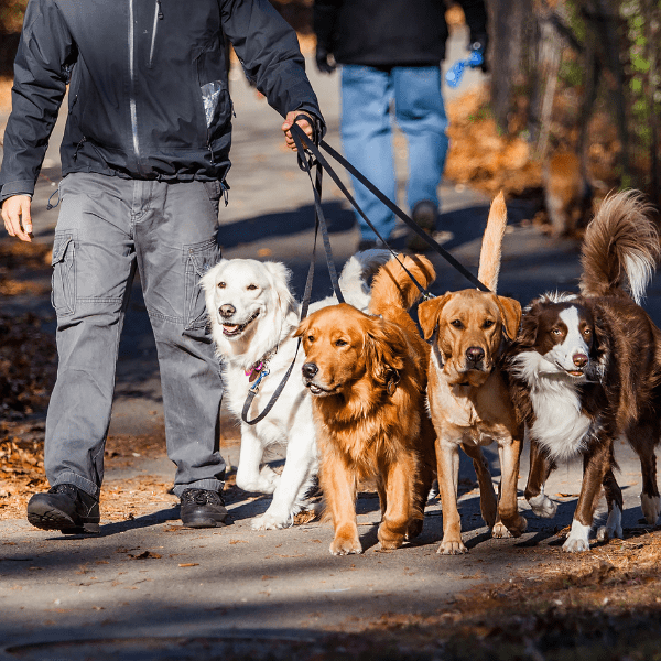 Animal Chiropractic for Dogs and Cats Rising Sun Chiropractic