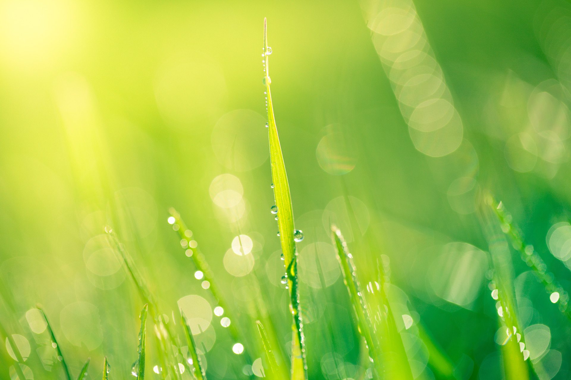 Rising Sun Center for Opportunity