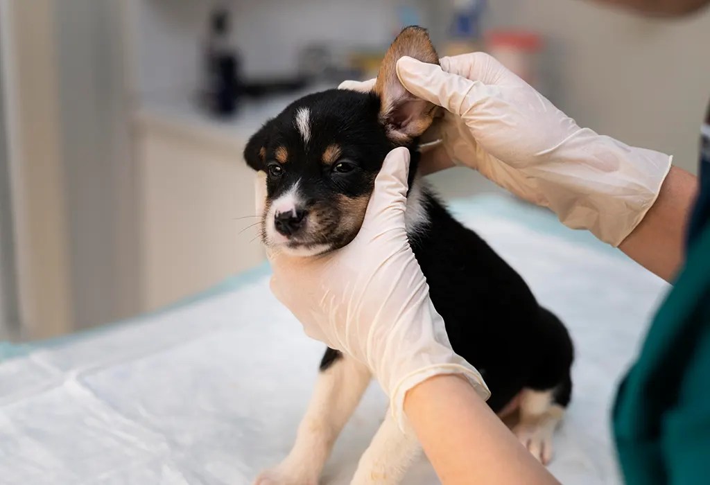 Rising Sun Veterinary Hospital