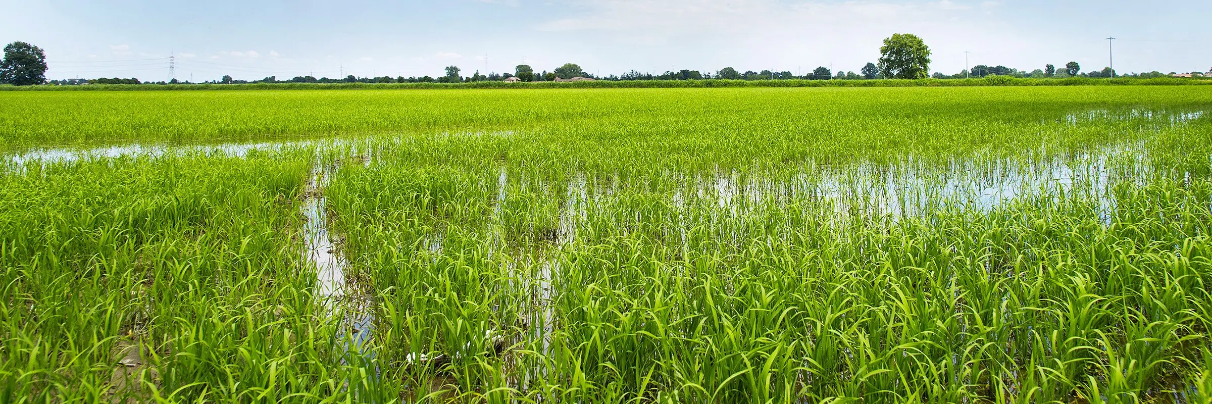 RISOZEME Carnaroli Benevenuti a Cascina Nuova, risaie della Lomellina