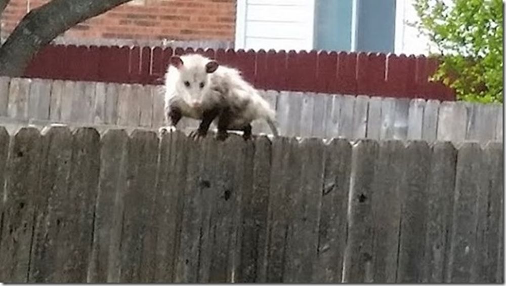 Review Of How To Stop Possums Running On Fence Ideas