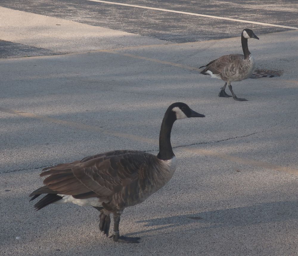 The amazing parking lot geese of Chicago Heights Ken Ritley